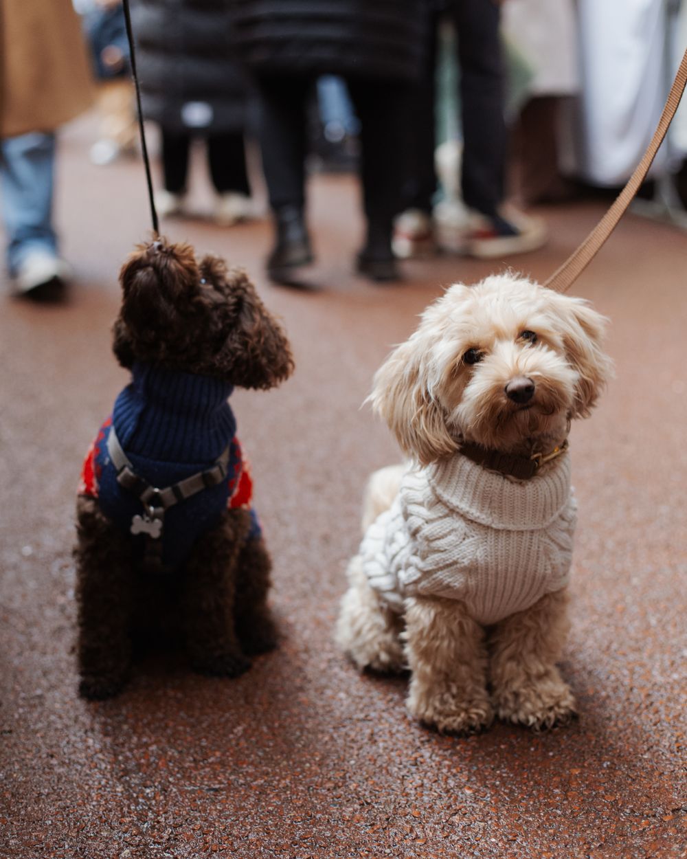 Twee honden op een eerdere kerstmarkt van The Maker Market